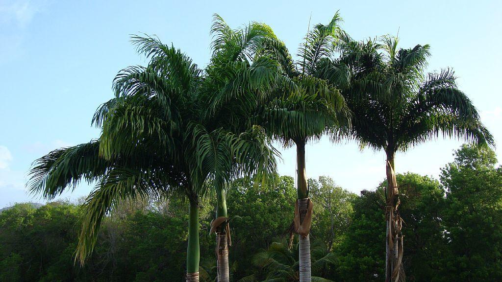 Palm'Studio Anse De Caritan Сент-Анн Экстерьер фото